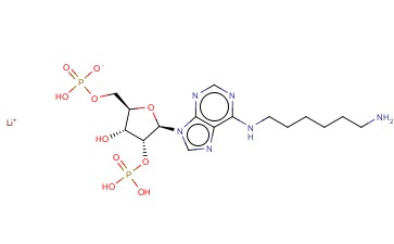 N6-(6-AMINOHEXYL)ADENOSINE 2',5'-DIPHOSPHATE LITHIUM SALT