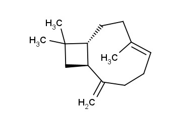 <span class='lighter'>BETA-CARYOPHYLLENE</span>