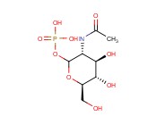N-ACETYLGLUCOSAMINE-1-PHOSPHATE