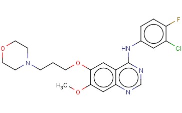 <span class='lighter'>吉</span><span class='lighter'>非</span><span class='lighter'>替</span><span class='lighter'>尼</span>