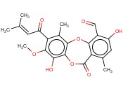 MOLLICELLINC
