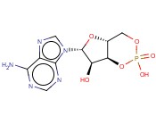 环磷腺苷